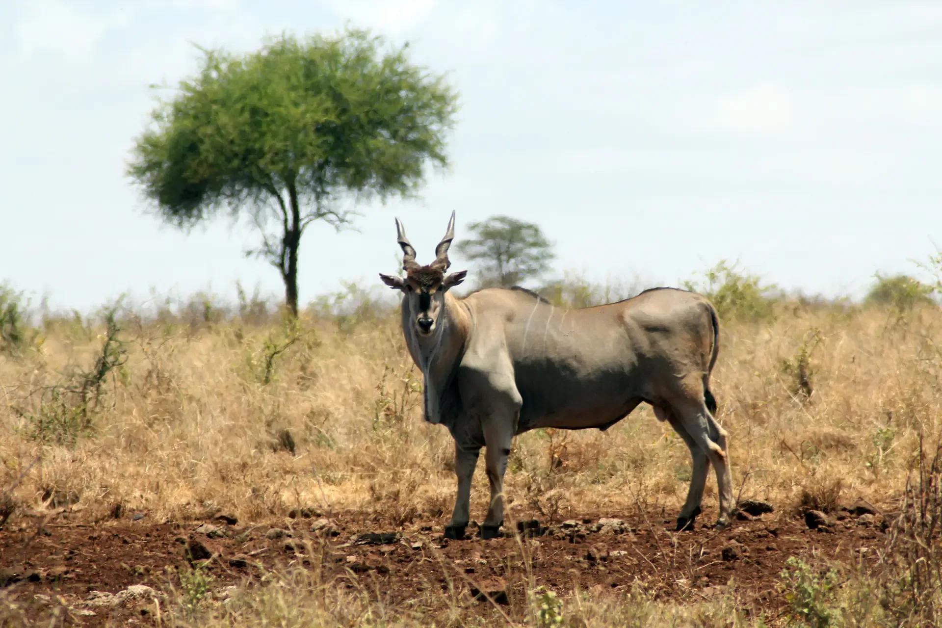 A common eland stands alert on the dry plains of Meru National Park, Kenya.