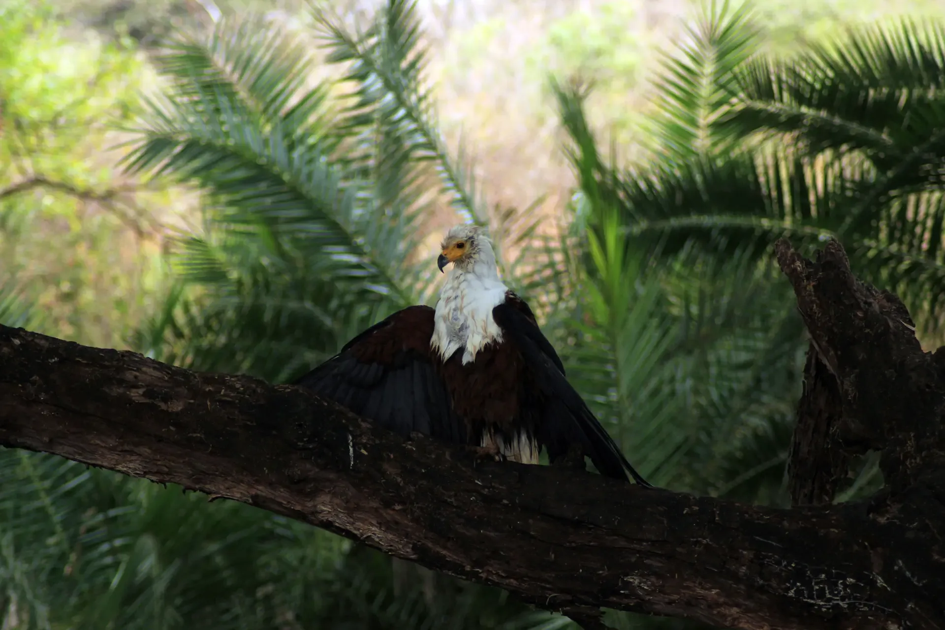 Meru National Park