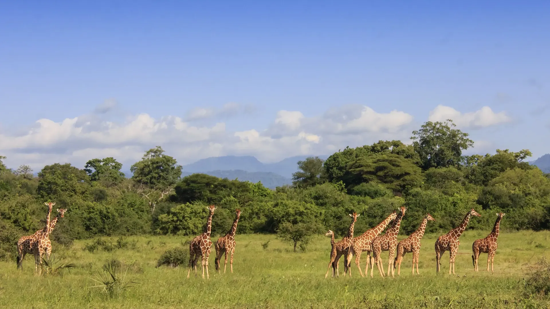 A herd of giraffes gathers on the open plains of Meru National Park, Kenya.
