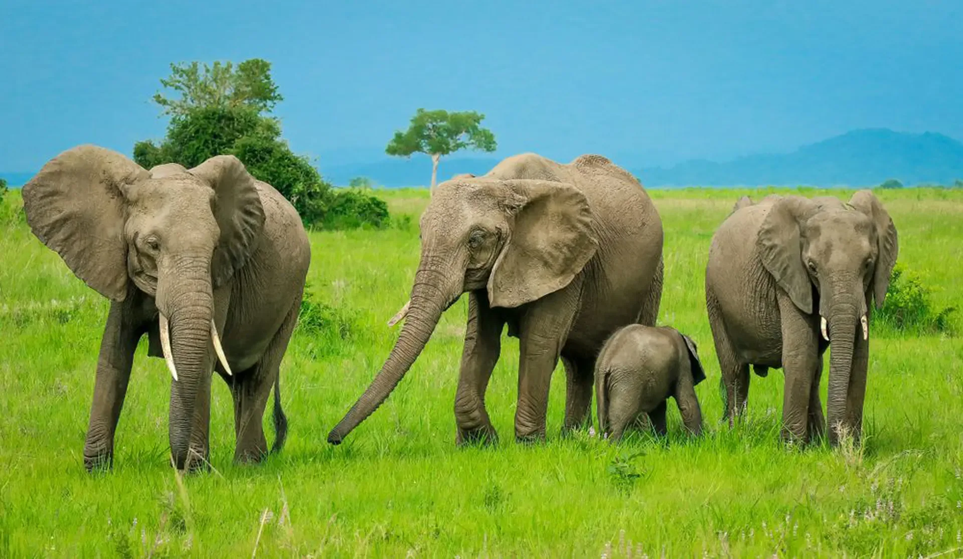 7 Day Tanzania Wilderness Safari
