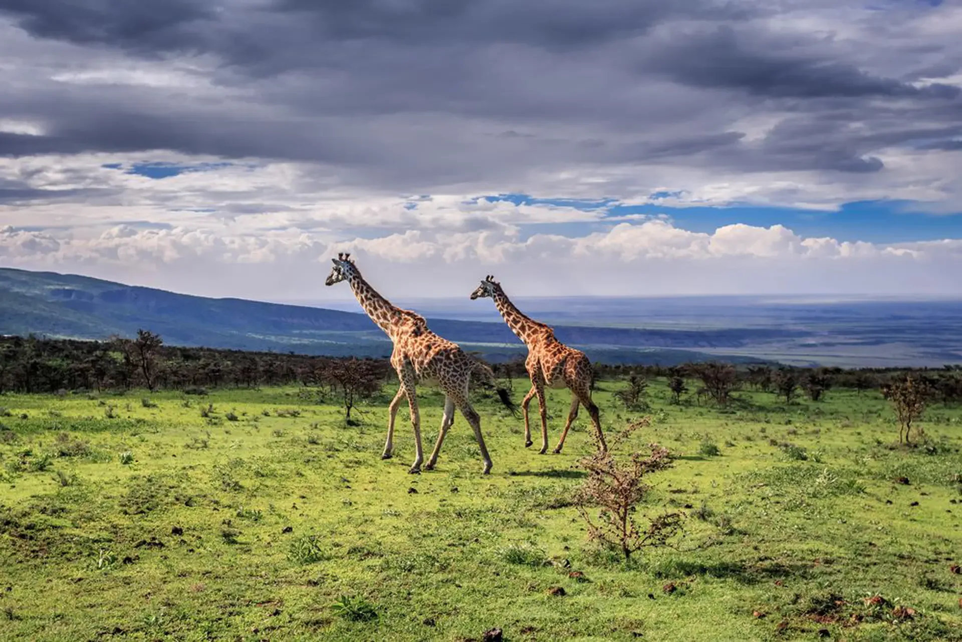 Mkomazi National Park