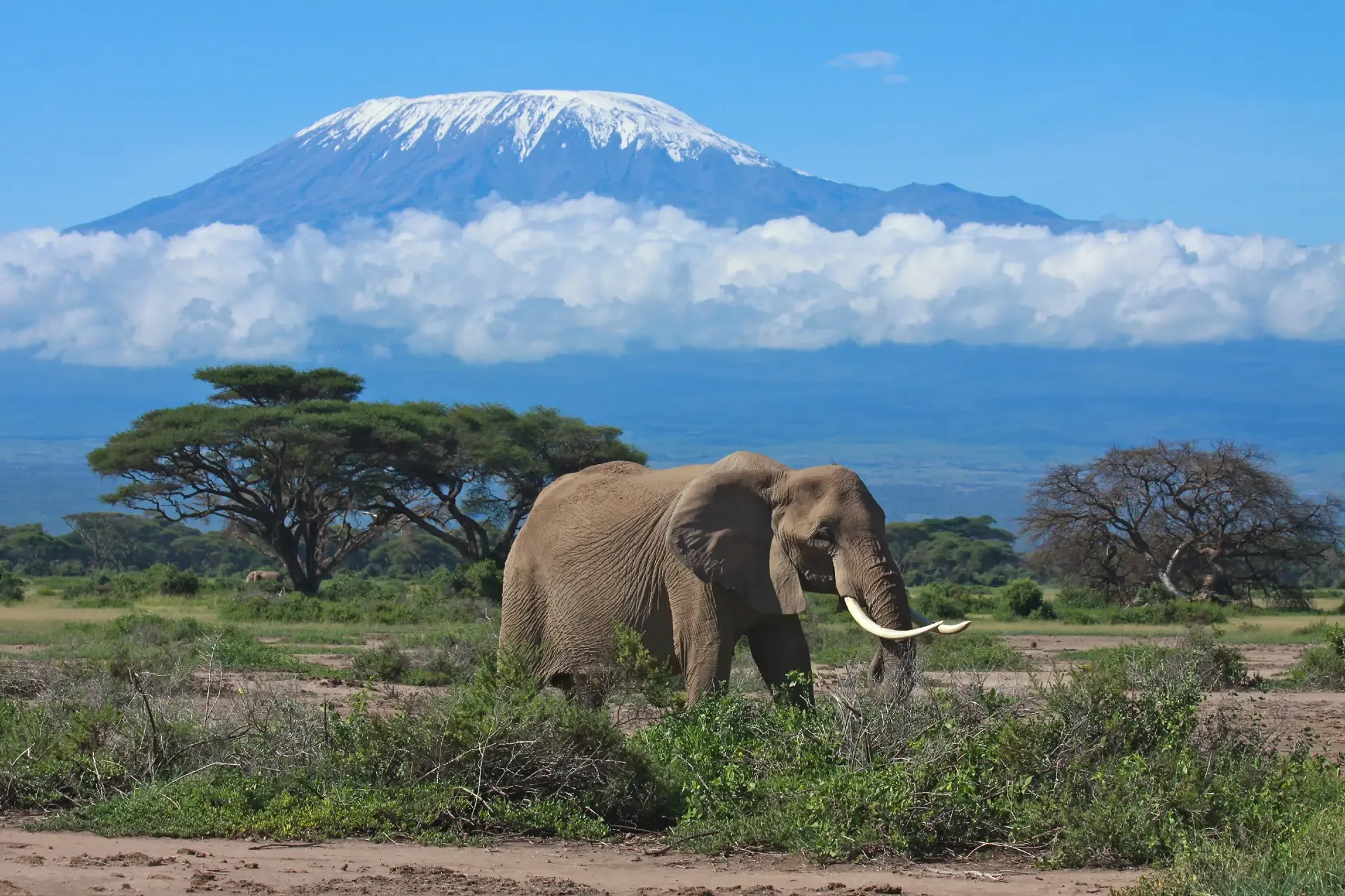 An elephant crosses open grassland below the snow-capped peak of Mount Kilimanjaro, Tanzania.