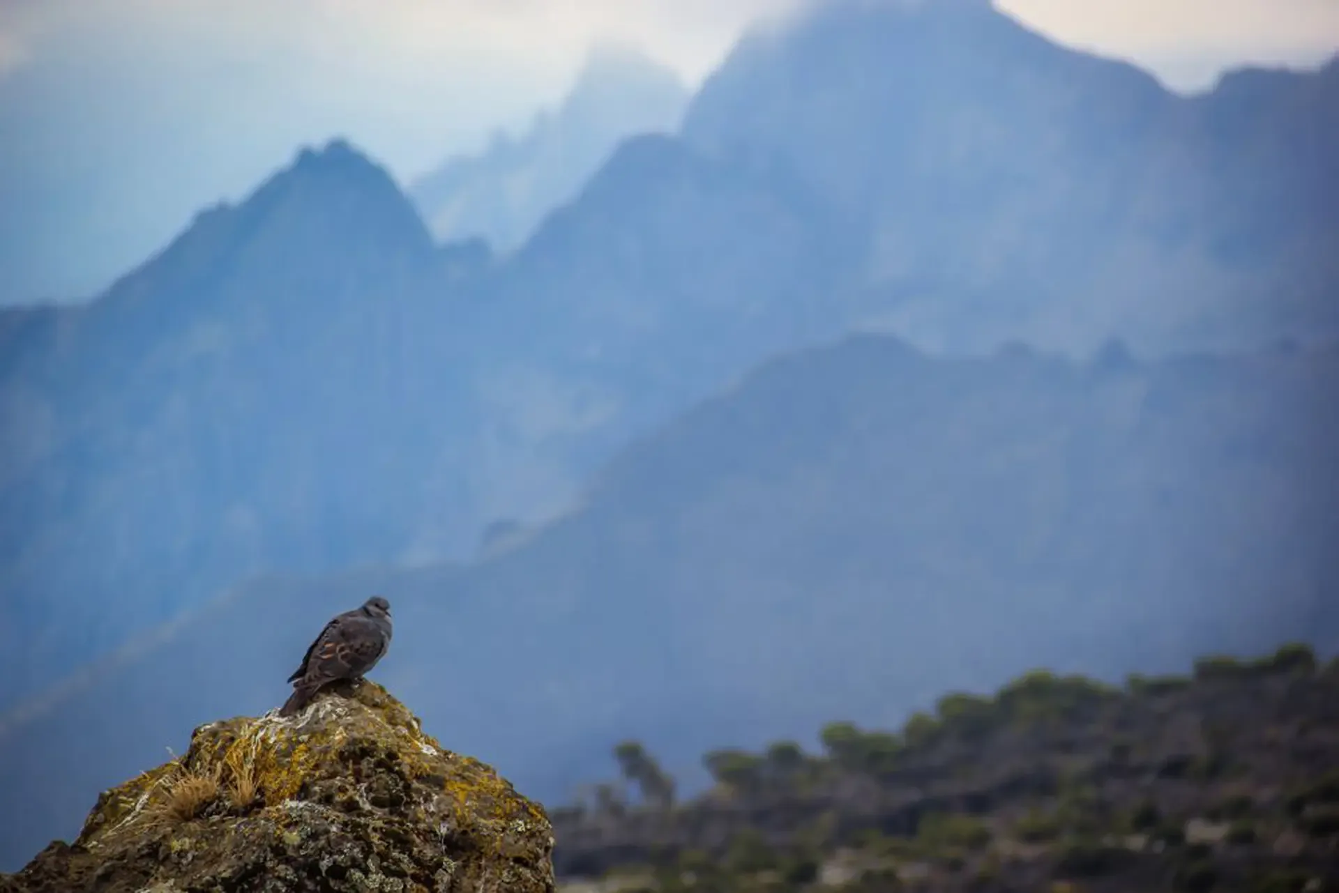 A bird resting on a mossy rock along the Shira Route on Mount Kilimanjaro, Tanzania.