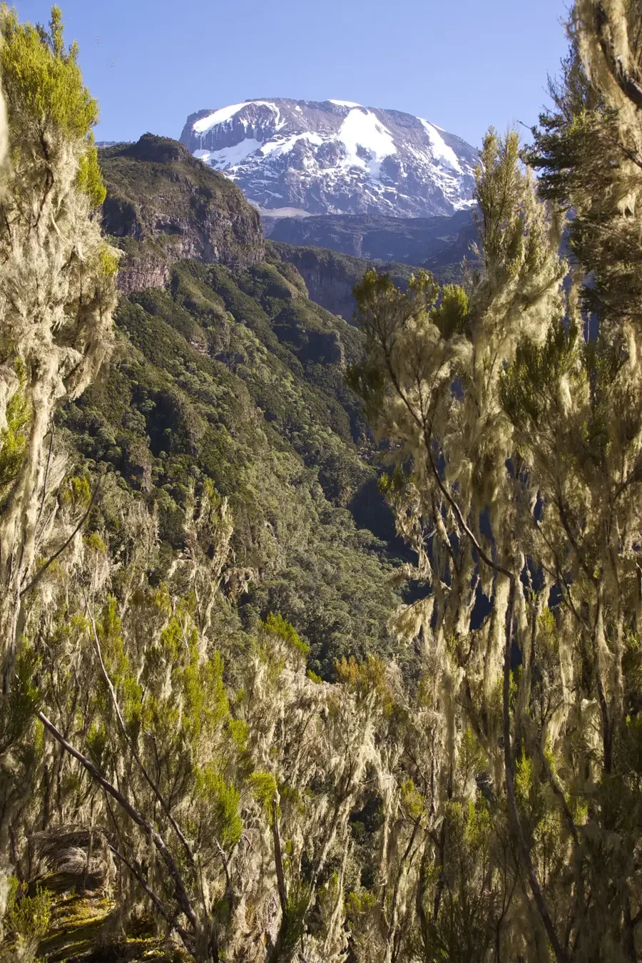 Snow-capped Mount Kilimanjaro seen through moss-draped forest trees in Tanzania.