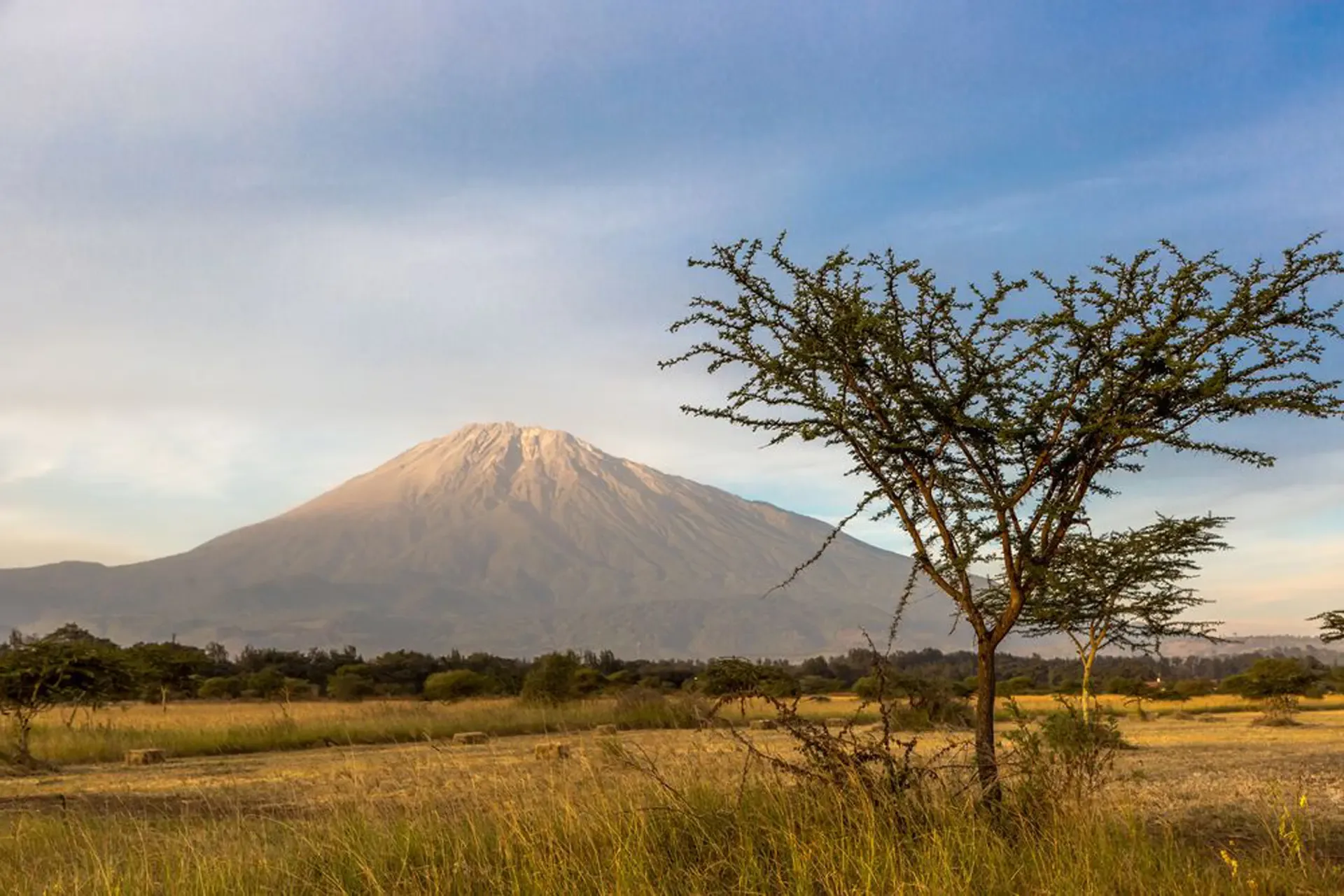 Mount Meru rising over golden plains in Tanzania, framed by a thorn tree at dusk.