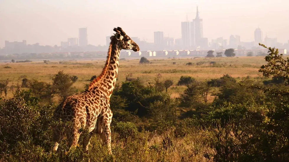 A giraffe stands in golden grassland with the Nairobi skyline hazy on the horizon.