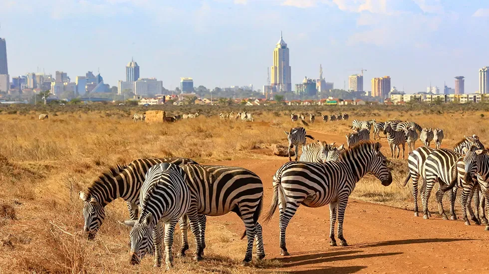 Zebra graze on dry grassland beside a dirt track, with the Nairobi skyline behind them.