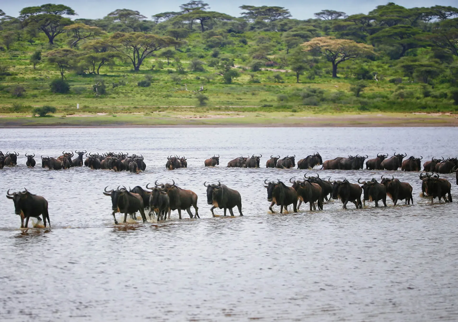 Ndutu Area