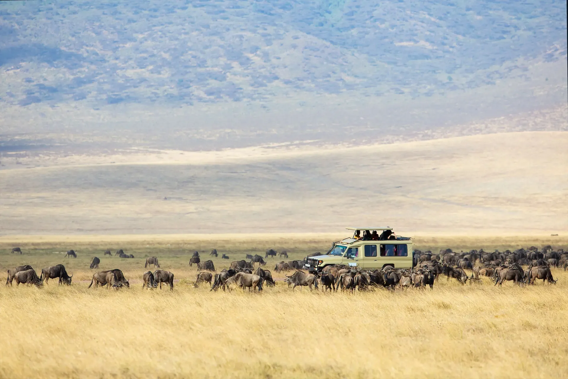Wildebeest graze across the grasslands of the Ngorongoro Crater as a safari vehicle looks on.