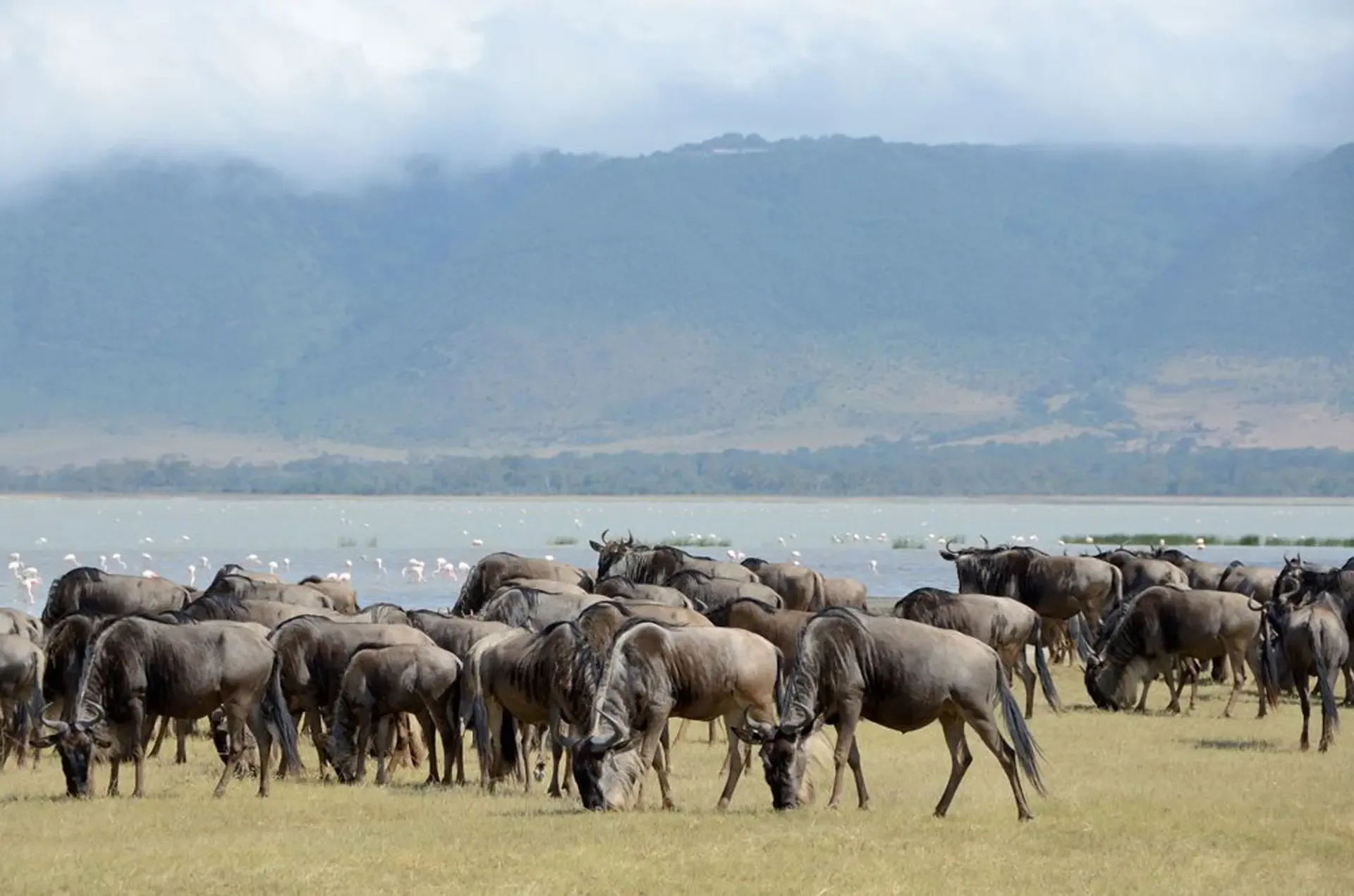 Wildebeest graze the grass plains of Ngorongoro, Tanzania, with flamingos along the water behind.