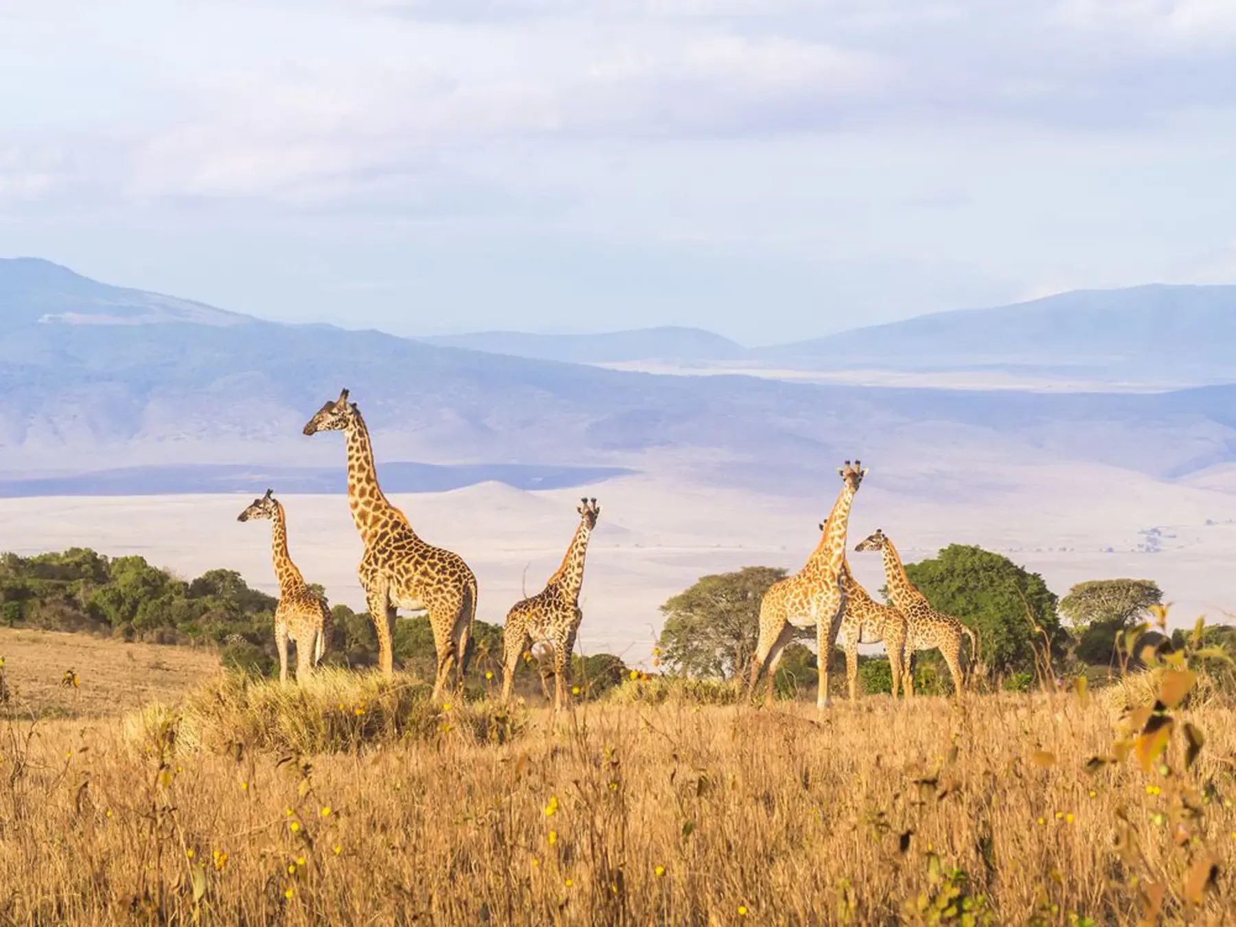 Giraffes on the rim of the Ngorongoro Crater, Tanzania, with the caldera floor beyond.
