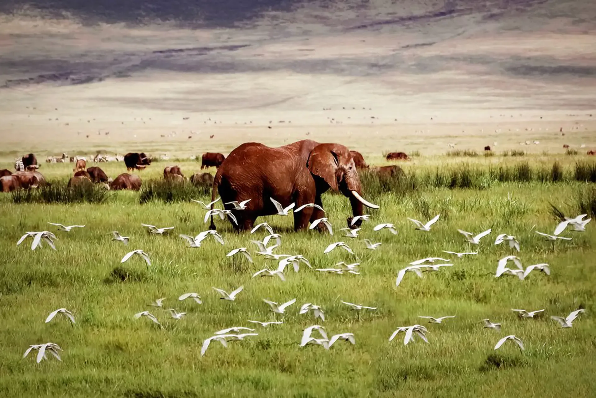 6 Days Treasure of Tanzania Safari