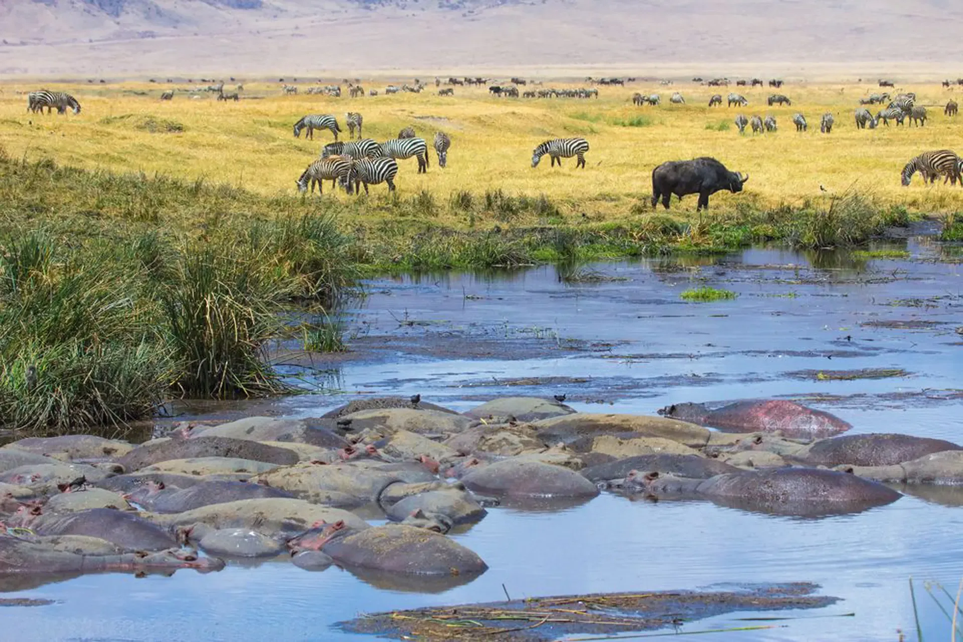 Hippos crowd a shallow pool while zebra and buffalo graze the plains behind them.