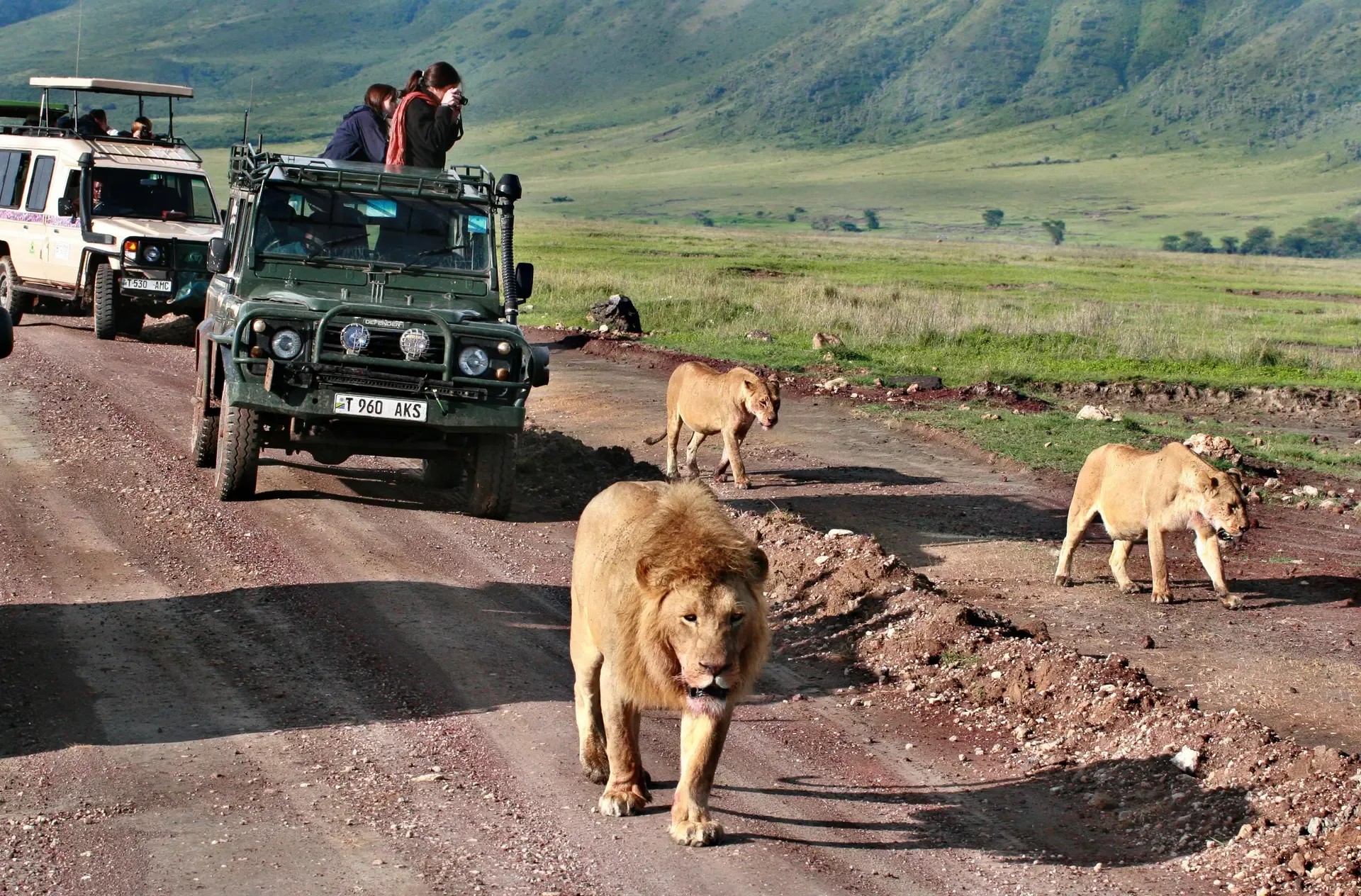 A male lion and two lionesses cross the track as safari vehicles pause to watch.