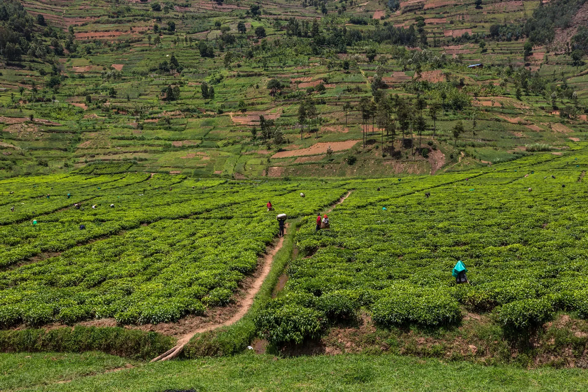 Tea pickers at work among the terraced green rows of Rwanda's hillsides.