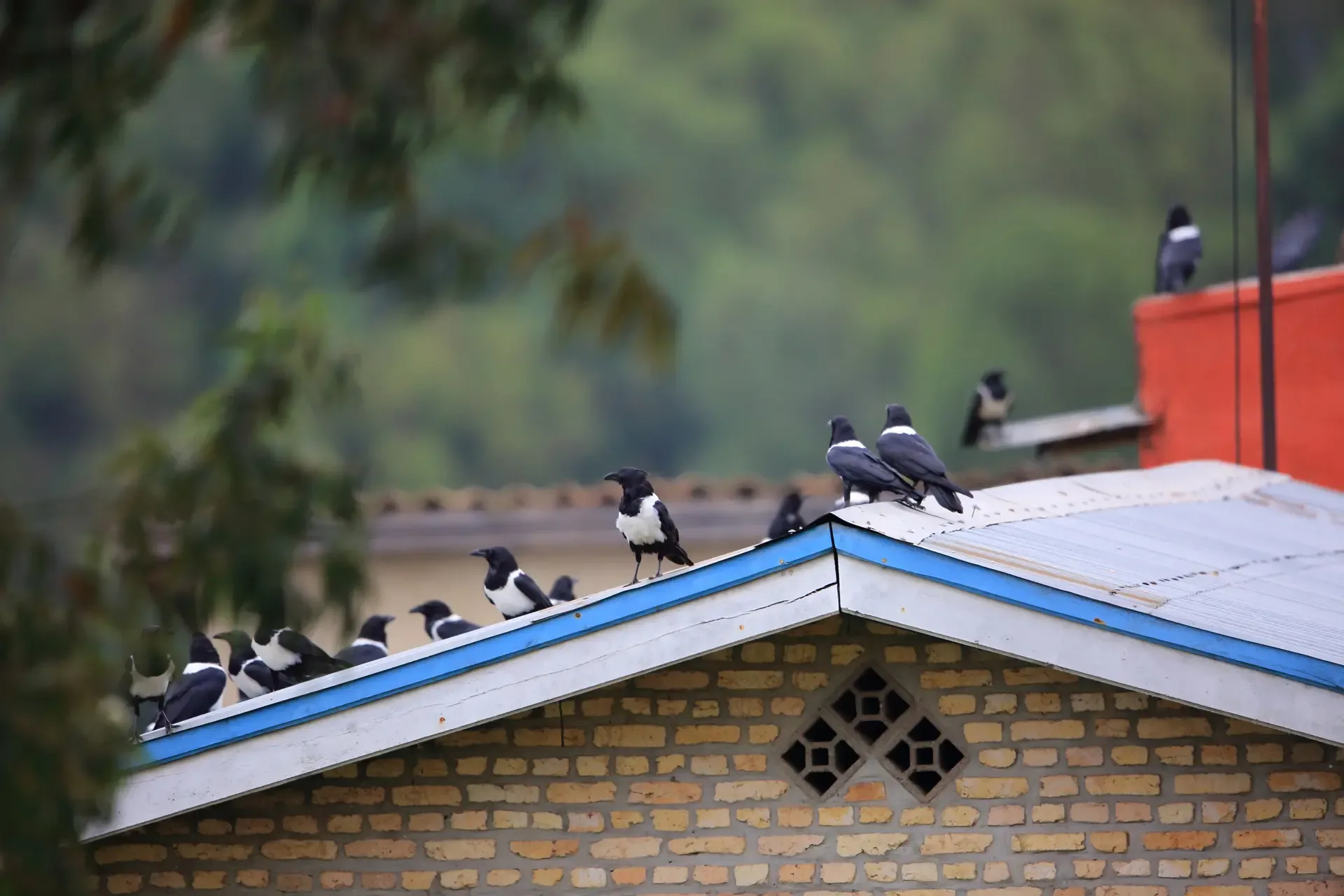 Pied crows line the blue-trimmed roof of a brick building in Rwanda.