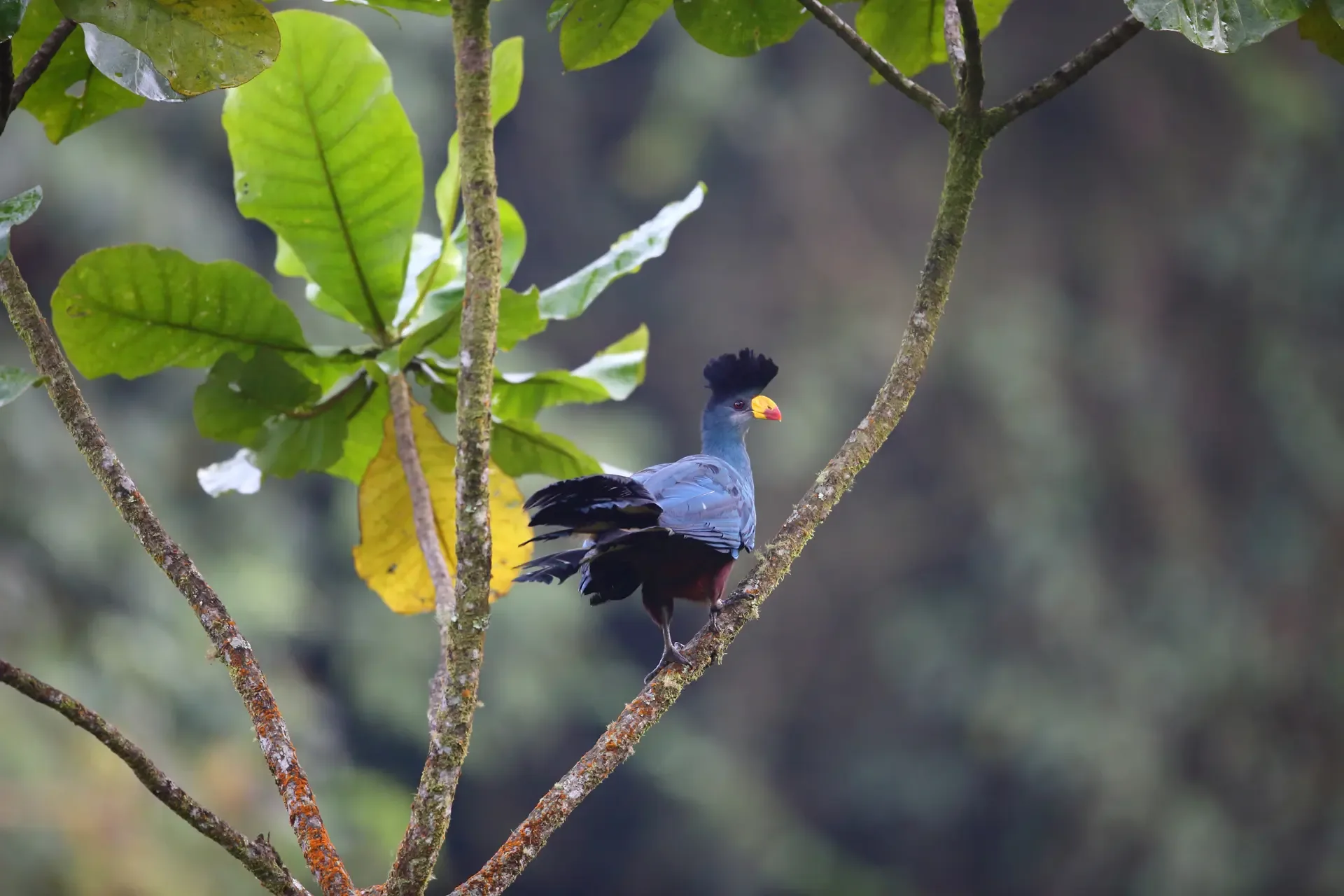 A blue turaco rests on a mossy branch in Nyungwe Forest National Park, Rwanda.