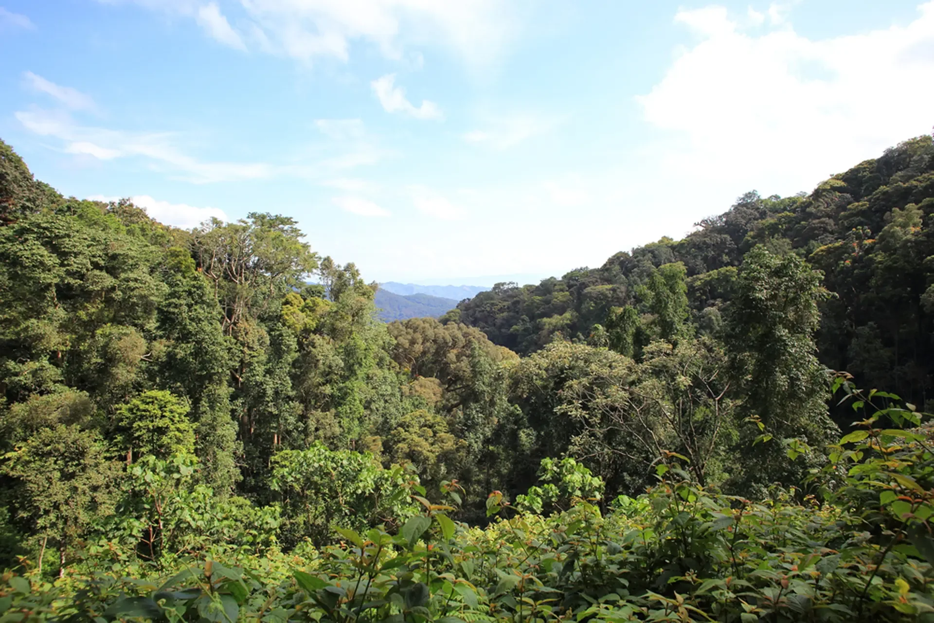Lush green forest canopy rolling over the hills of Nyungwe Forest National Park, Rwanda.