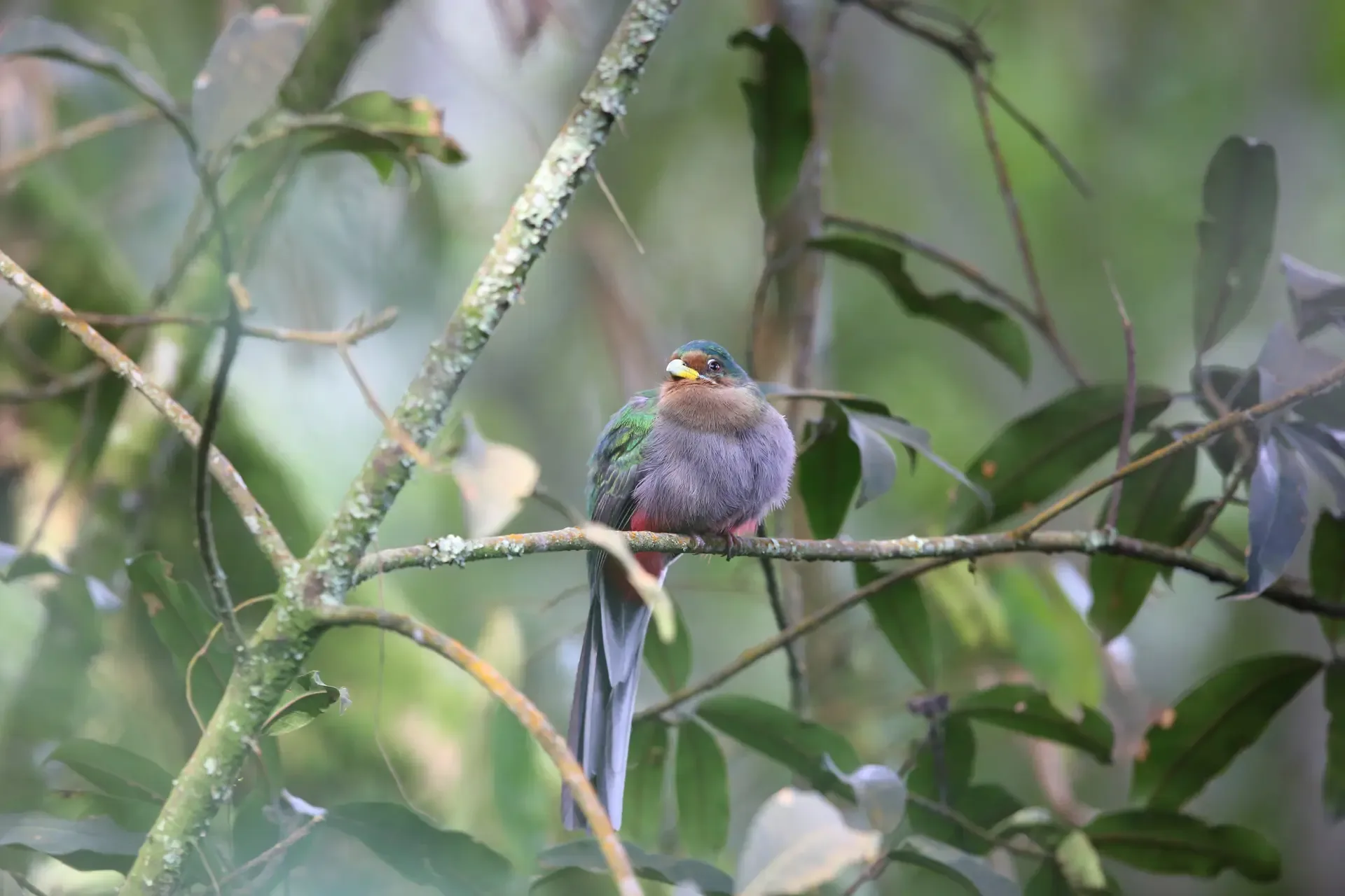 A colourful bird rests on a lichen-covered branch in Rwanda's green forest.