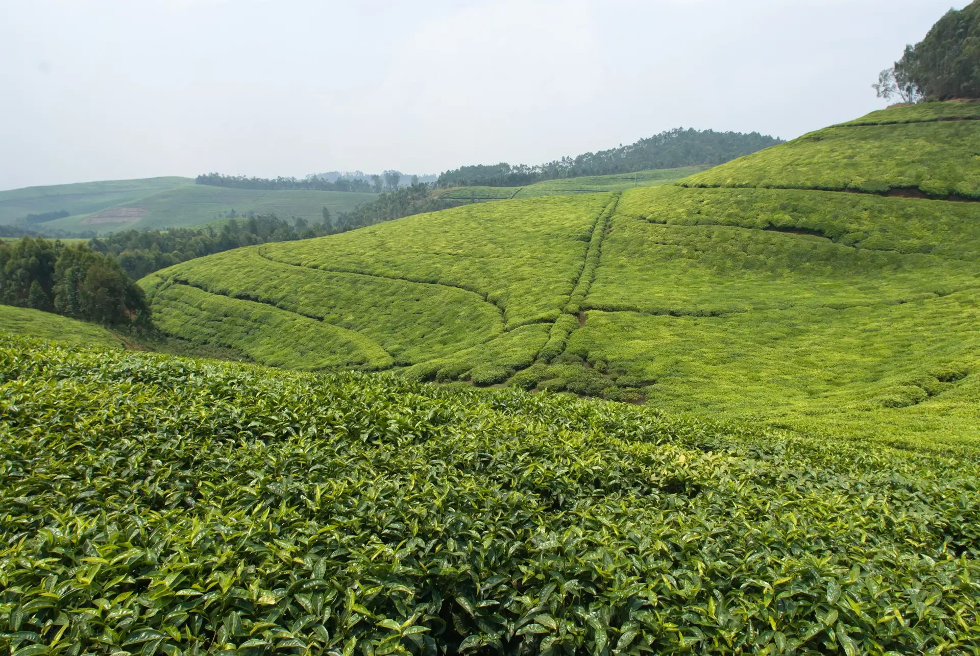 Rolling tea fields near Nyungwe, Rwanda, glowing green under a soft overcast sky.