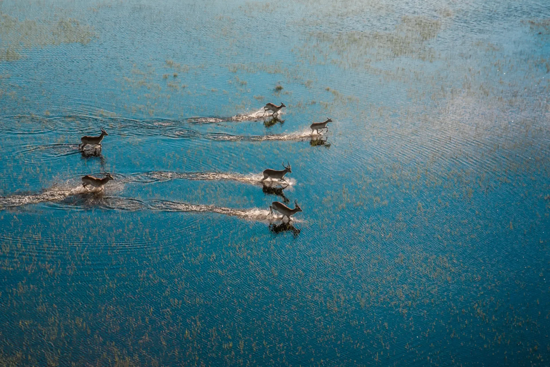 6 Days Okavango Delta Fly-in Safari Experience