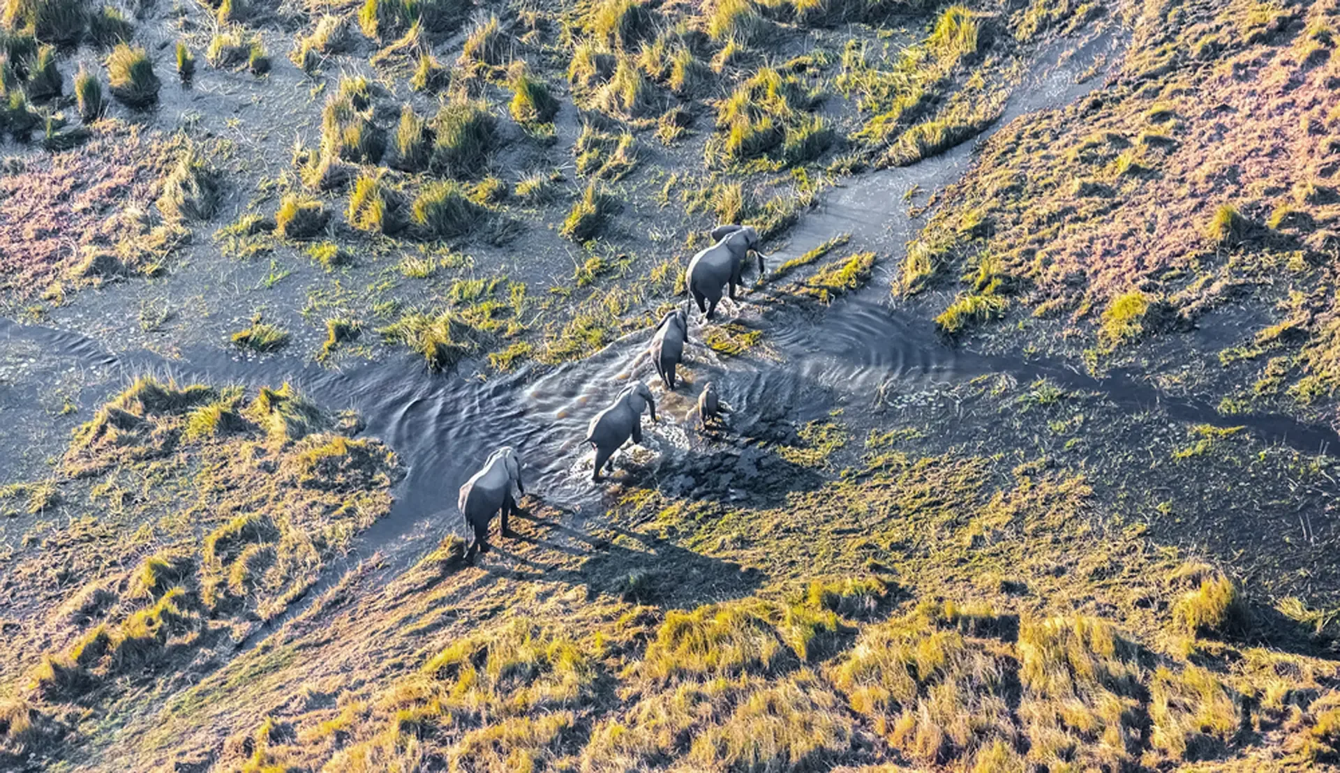 Elephants wading through a channel in the Okavango Delta, Botswana.