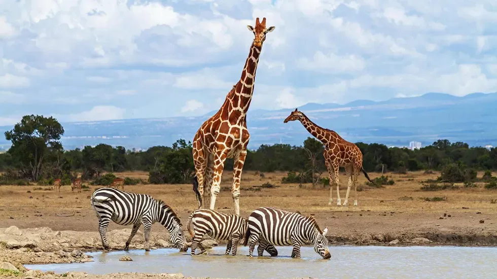 Zebras drink at a waterhole while giraffes stand watch in Ol Pejeta, Kenya.