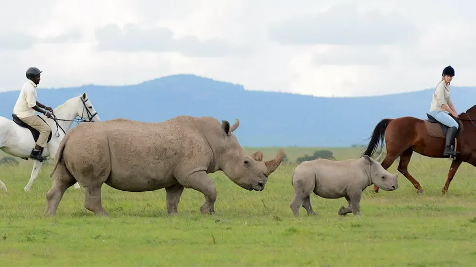 A rhino and calf cross the grass at Ol Pejeta, Kenya, watched by riders on horseback.