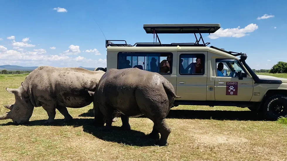 Two rhinos graze beside a safari vehicle in Ol Pejeta, Kenya.