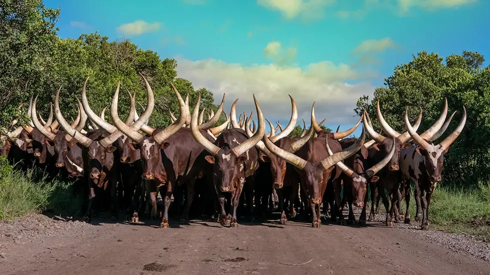 Ol Pejeta Sanctuary