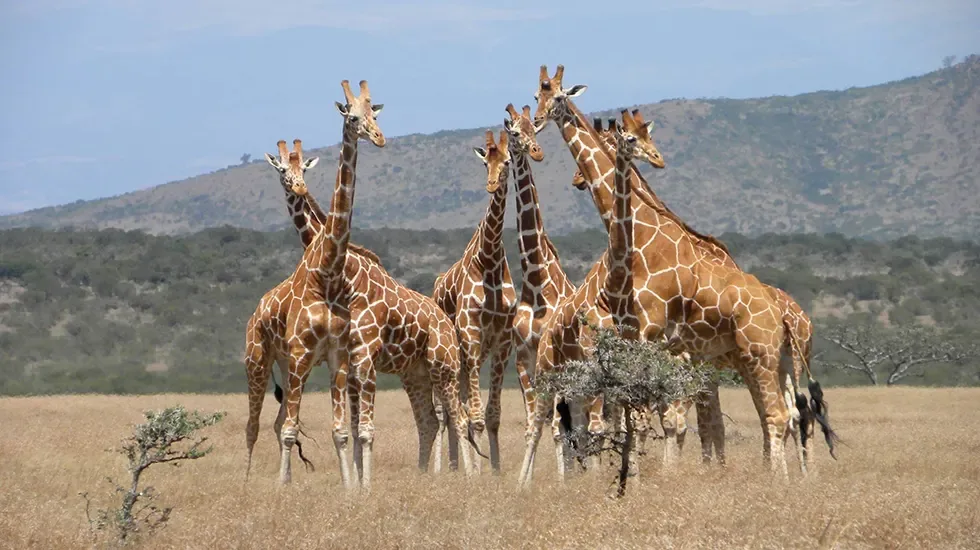 A herd of reticulated giraffes gathers on the open plains of Ol Pejeta, Kenya.