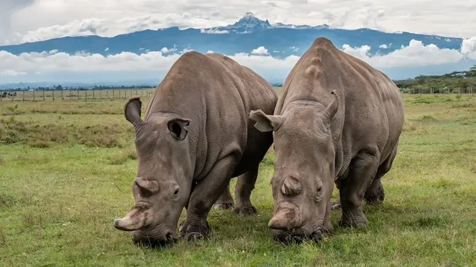 Two rhinos grazing on the open plains of Ol Pejeta, Kenya, with Mount Kenya rising behind.