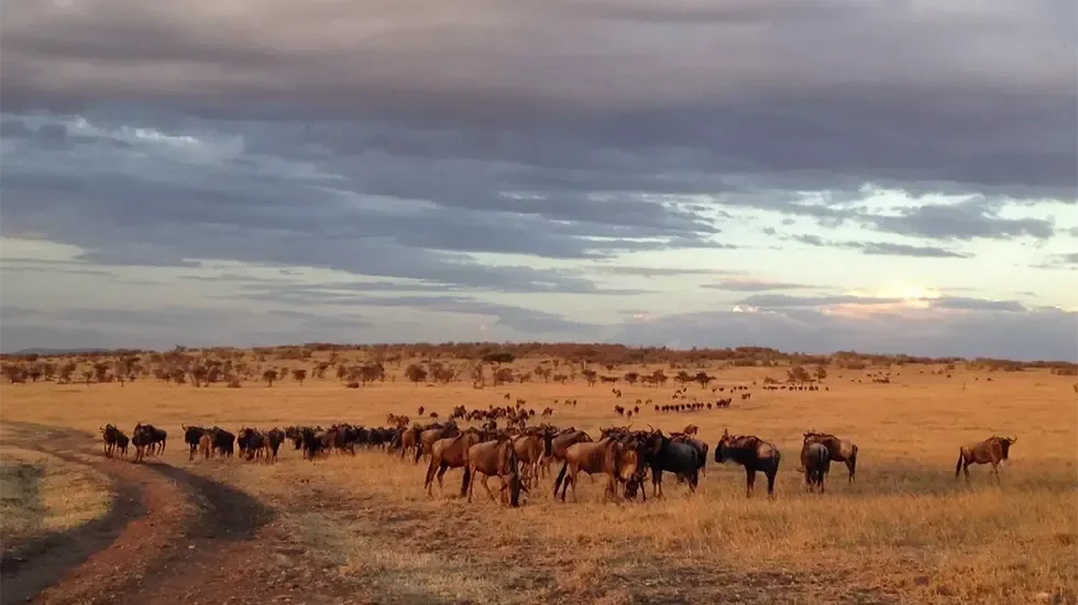 Olare Motorogi Conservancy