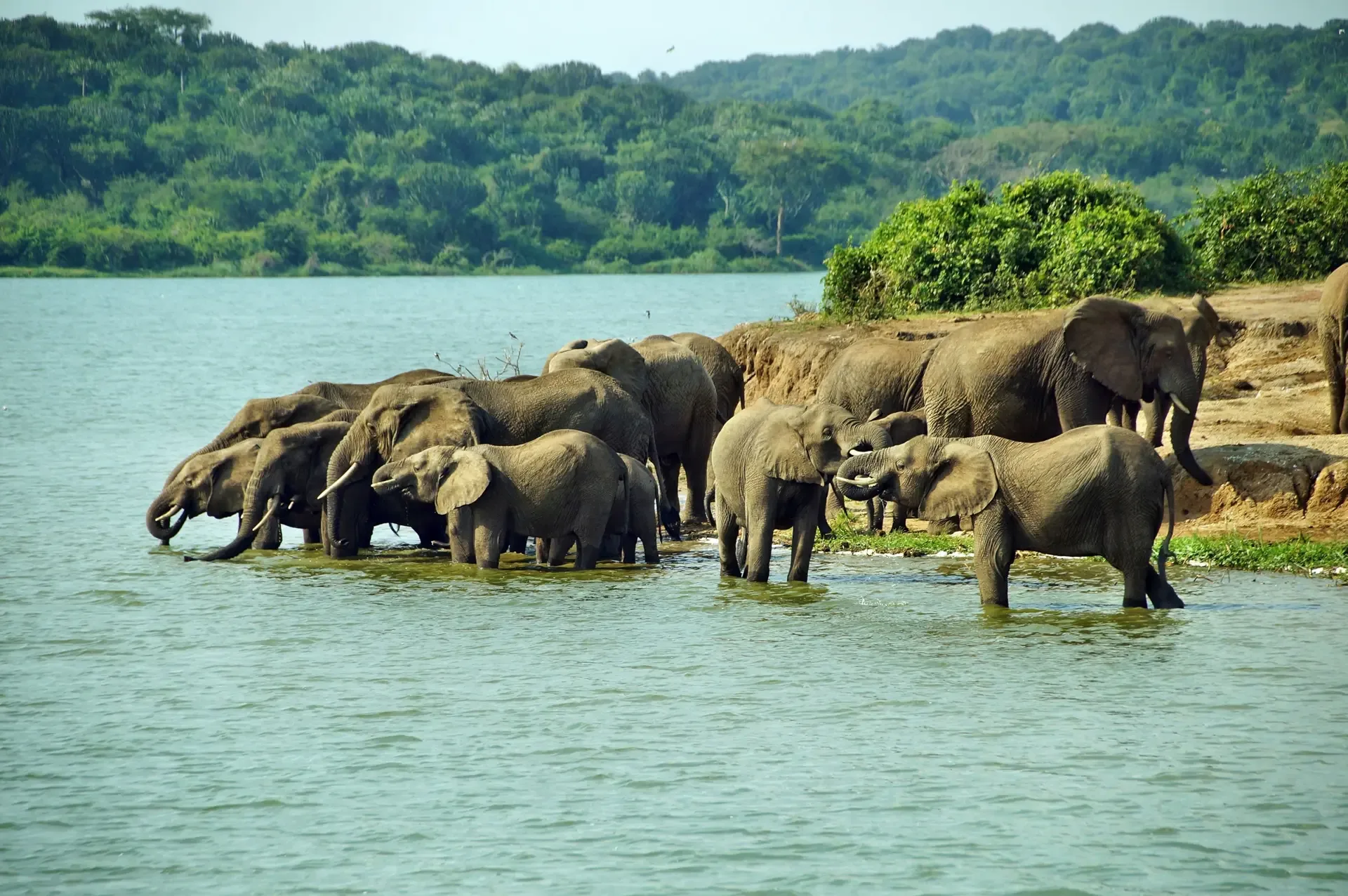A herd of elephants wades into the water at Queen Elizabeth National Park, Uganda.