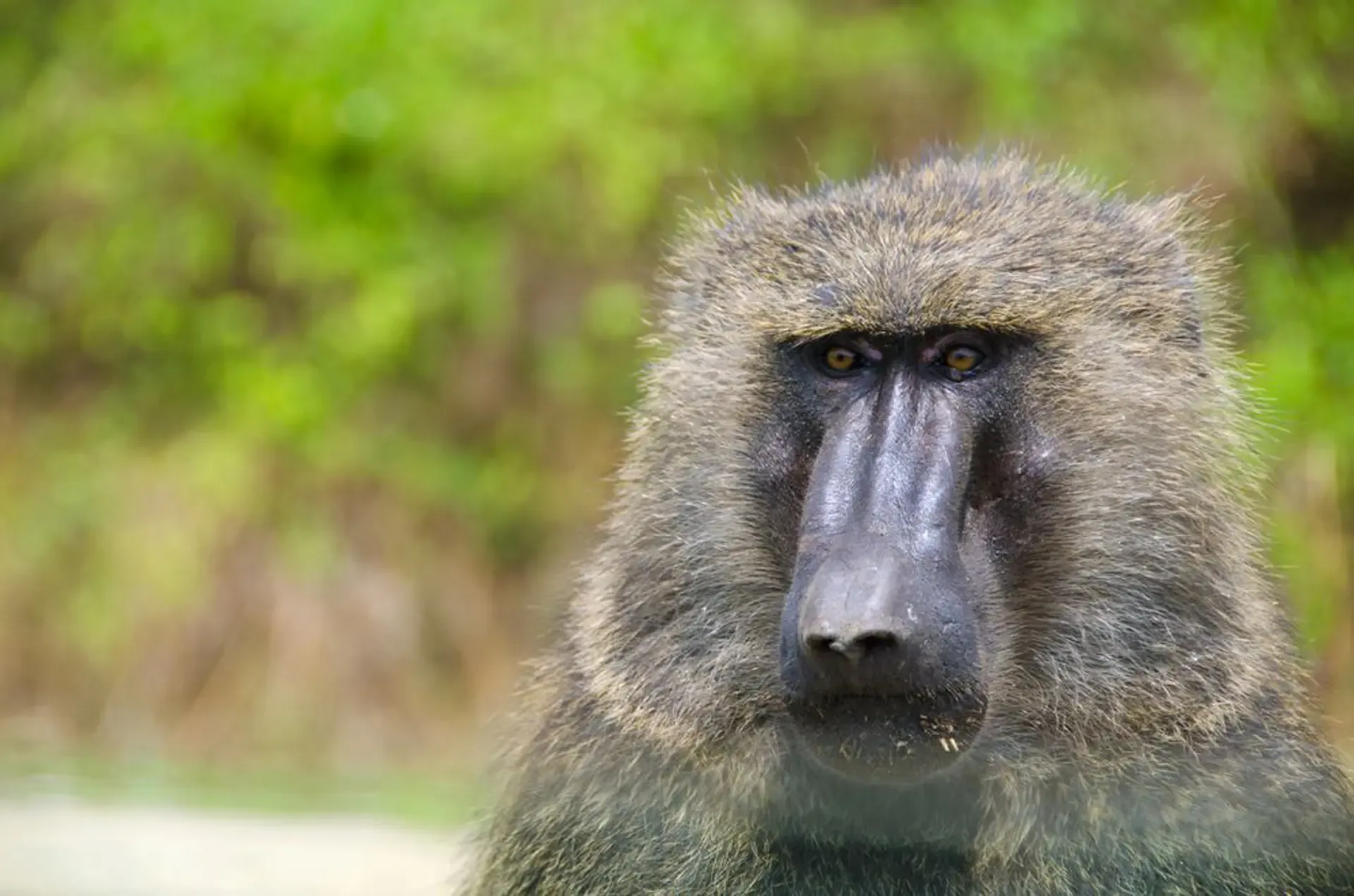 A baboon's steady gaze in Queen Elizabeth National Park, Uganda.