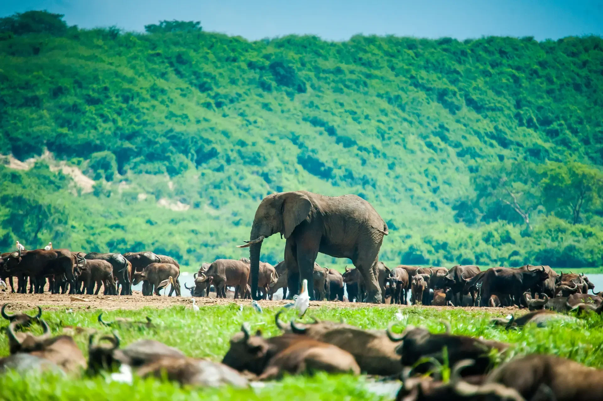 An elephant walks among buffalo herds on the plains of Queen Elizabeth National Park, Uganda.