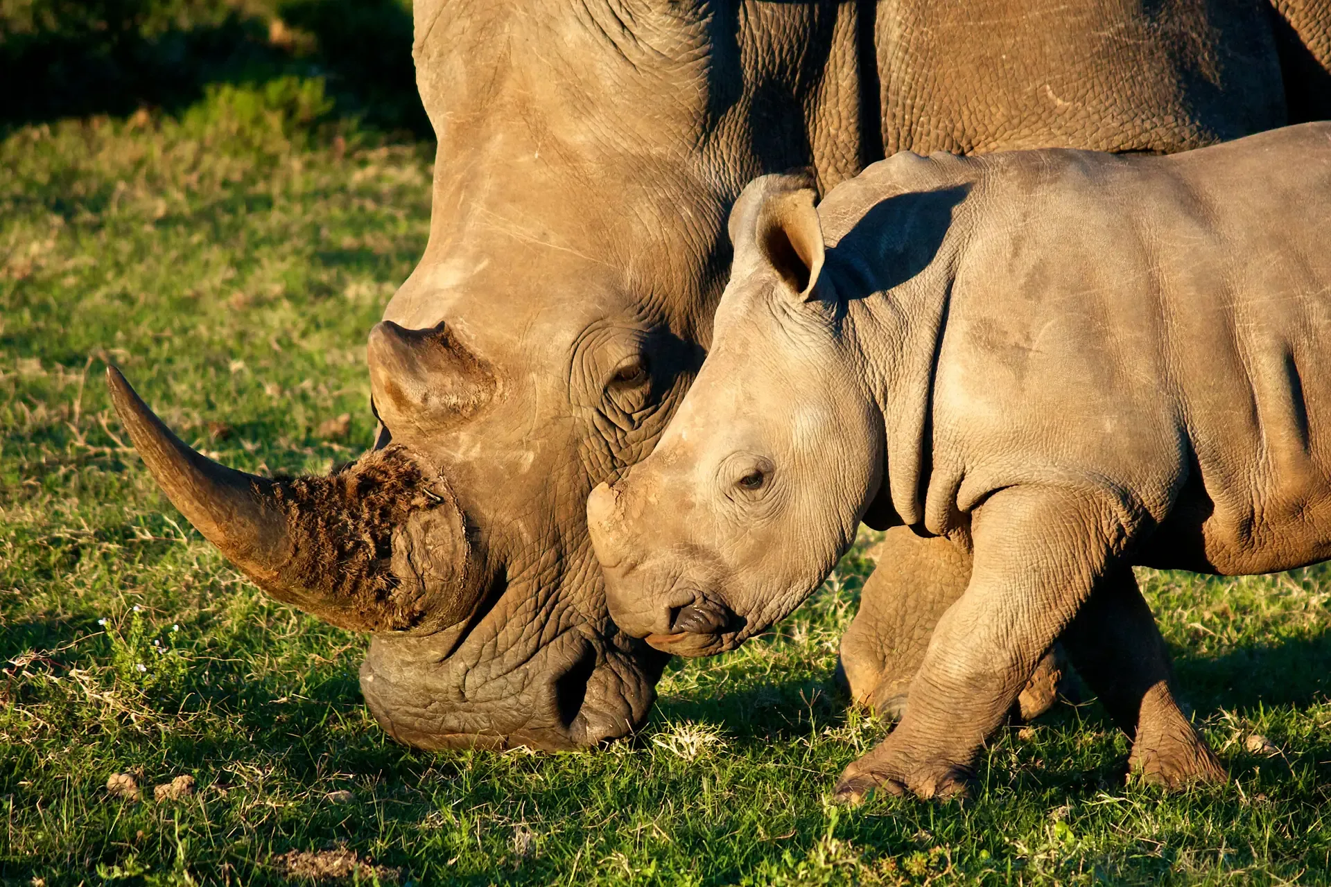 A rhino calf nuzzles close to the horn of the adult beside it on the grass.