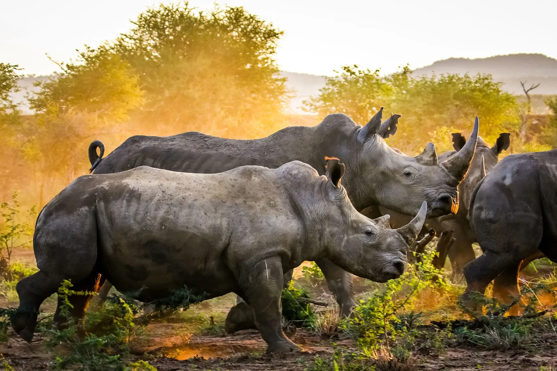 White rhinos moving through the bush at golden hour, Rhinos.