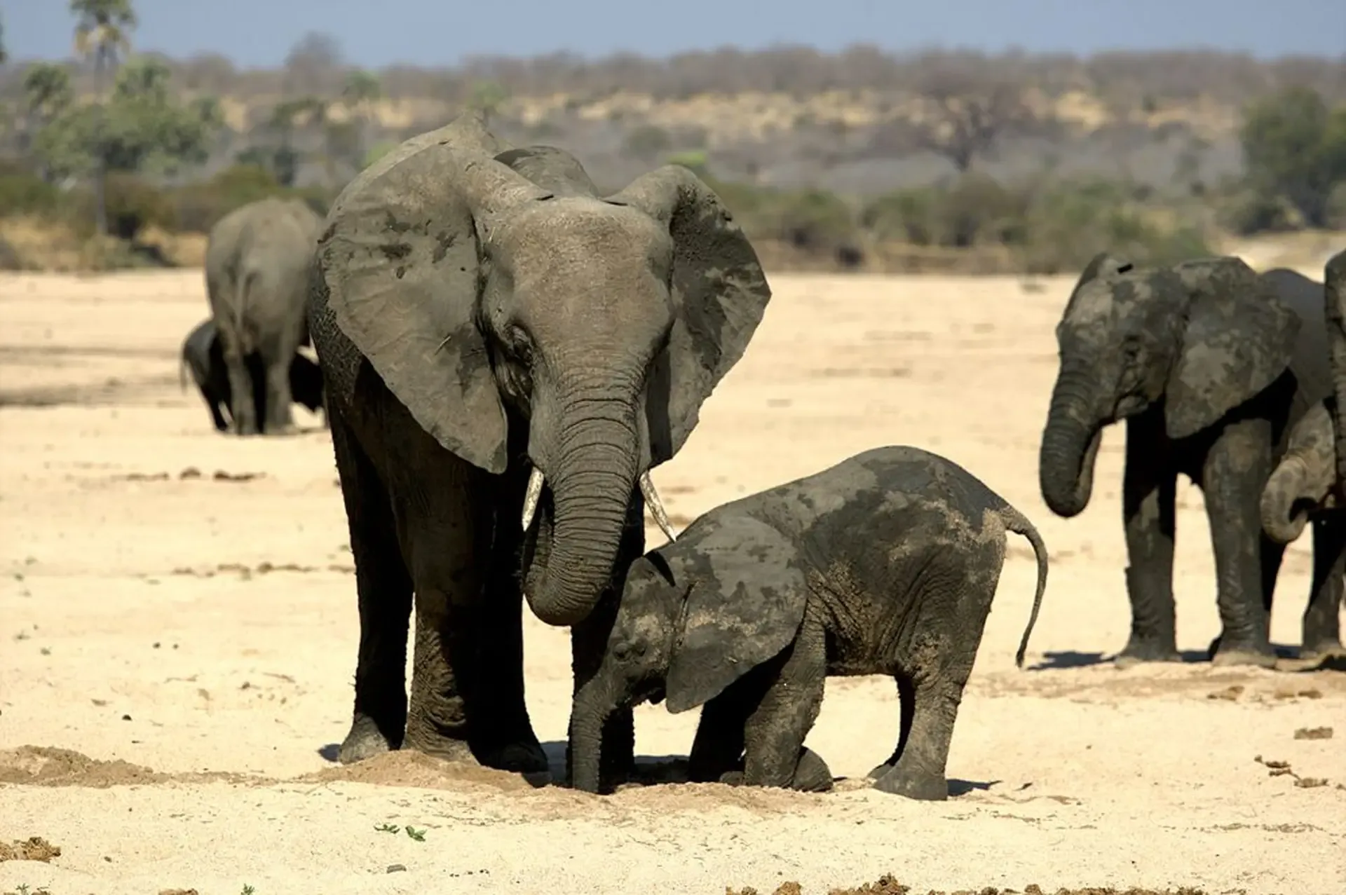Ruaha National Park
