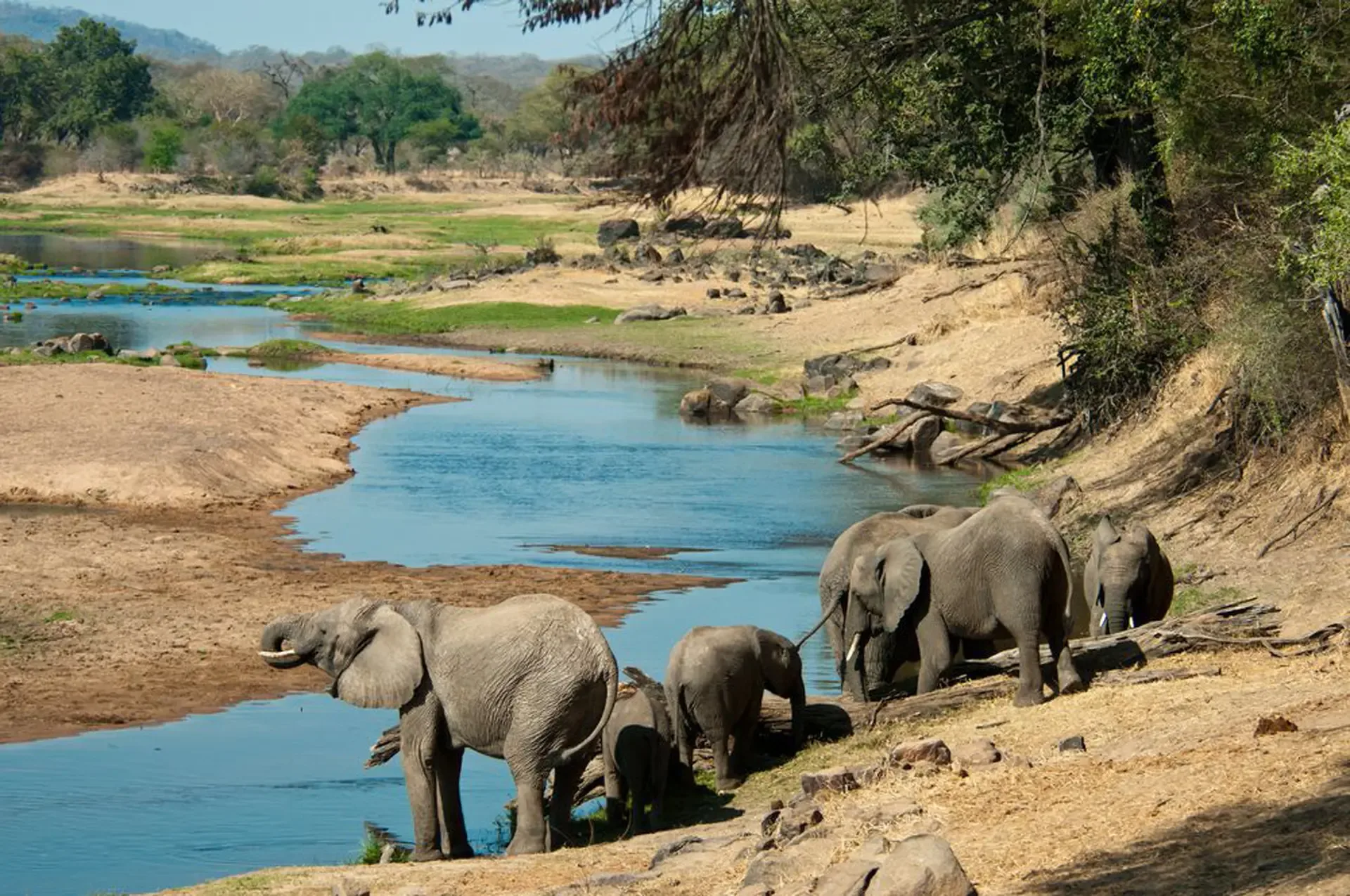 Elephants gather at the water's edge in Ruaha National Park, Tanzania.