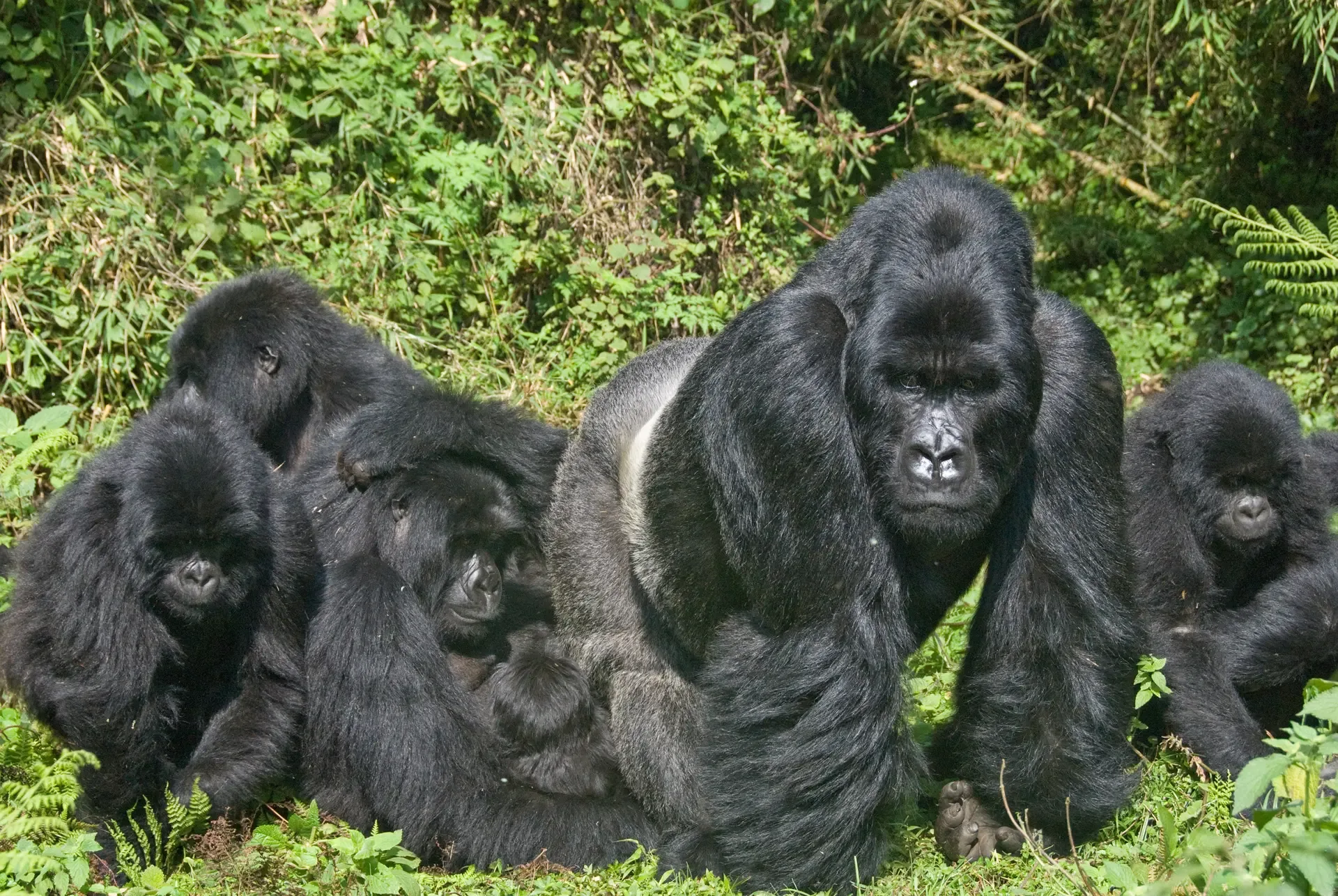 7 Days Rwanda Gorilla and Chimp