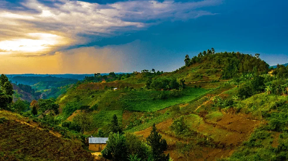 Golden light over the cultivated hills of Rwanda on the journey home.