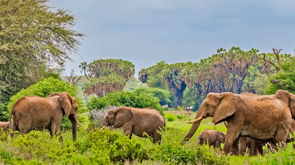 A herd of elephants moves through the green bush of Samburu, Kenya.