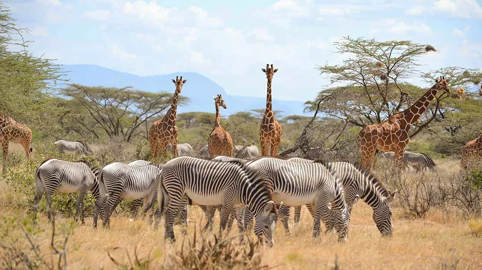 Zebras and giraffes graze together on the plains of Samburu, Kenya.