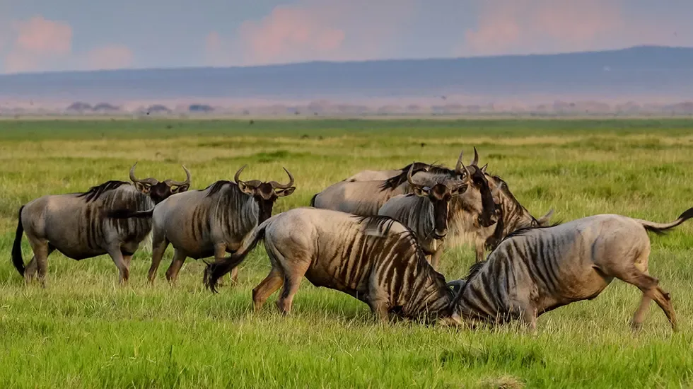 Wildebeest on the move across the green plains of Samburu, Kenya.