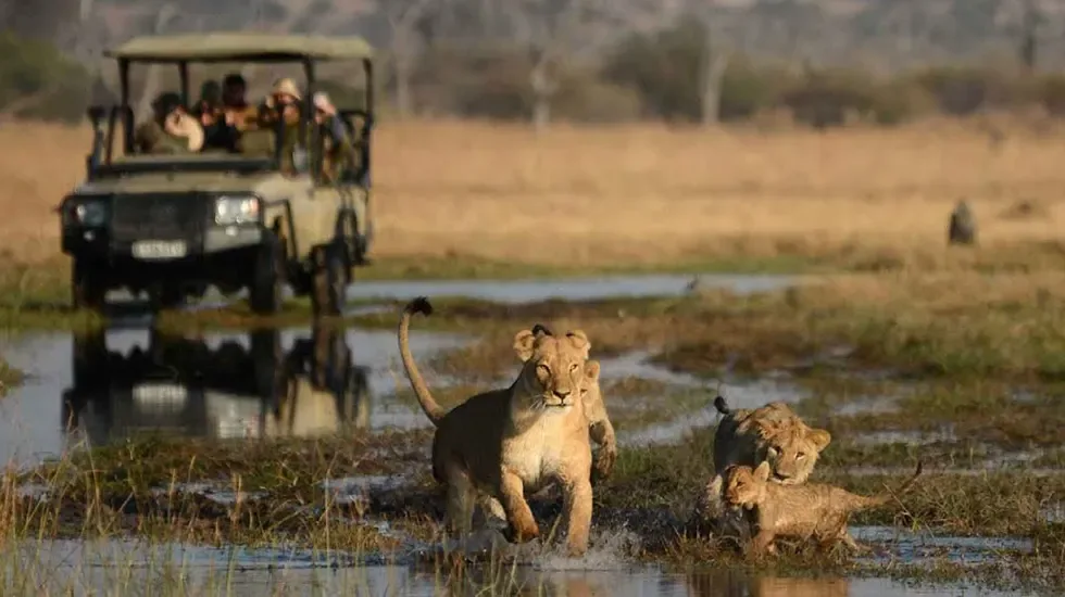 Lions wade through the shallows of Savuti in Chobe National Park, Botswana.