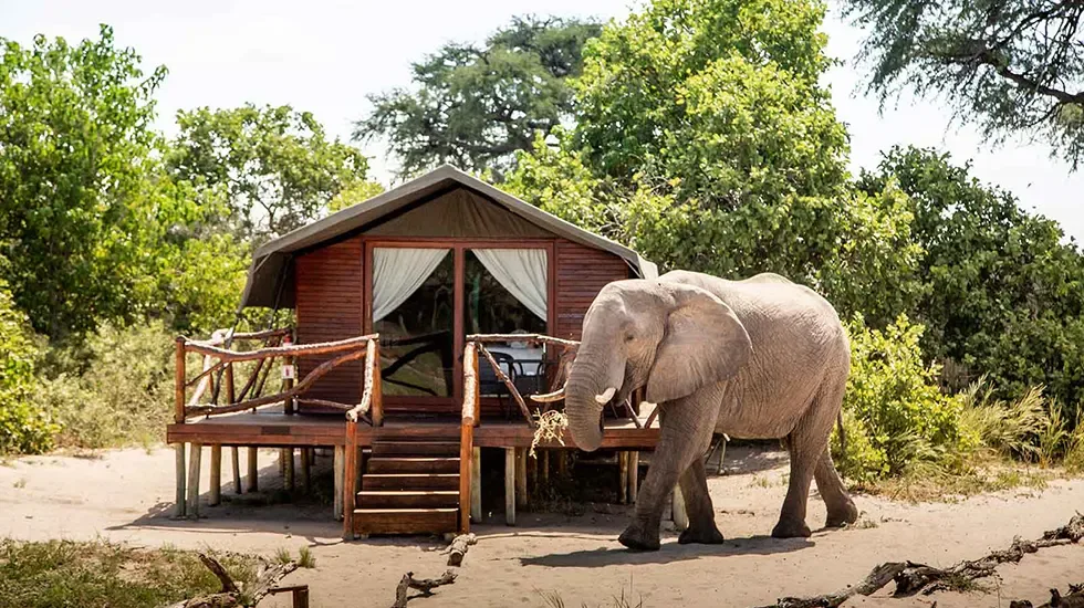 An elephant wanders past a safari tent in Savuti, Chobe National Park, Botswana.