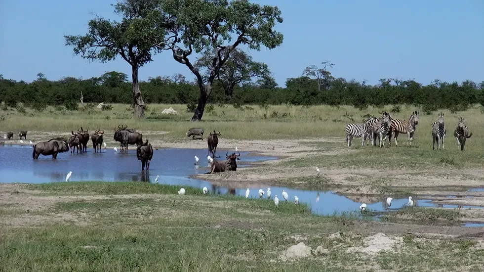 Wildebeest and zebra share a waterhole in Savuti, Chobe National Park, Botswana.