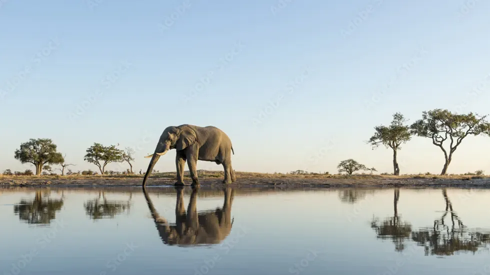 An elephant wades through still water in Savuti, Chobe National Park, Botswana.
