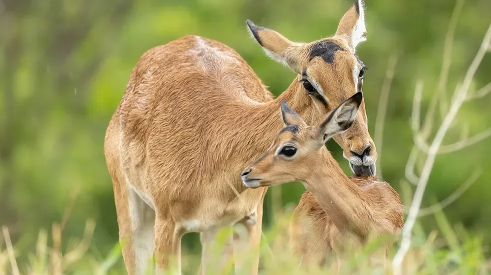 A mother antelope nuzzles her young in the green bush of Savuti, Chobe National Park, Botswana.